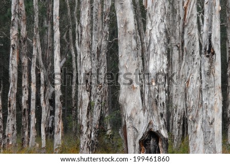 Strands of unique paper bark tree used by indigenous aboriginal Australians for many things