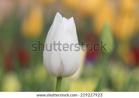 tulip Cultivar as part of Toowoomba carnival of flowers