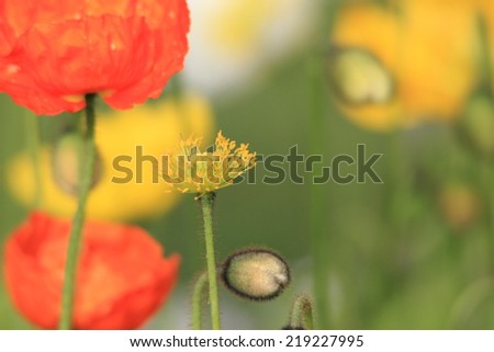 poppy in Toowoomba carnival flowers also symbol of remembrance and middle eastern opium trade
