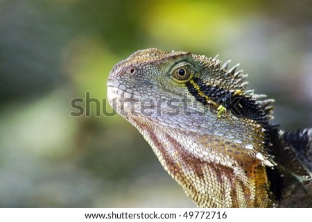 Close up head shot of bearded dragon in brisbane botanic gardens