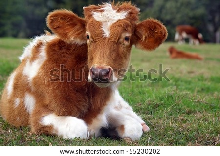 cute baby cow in the rural setting of the sunshine coast hinterland