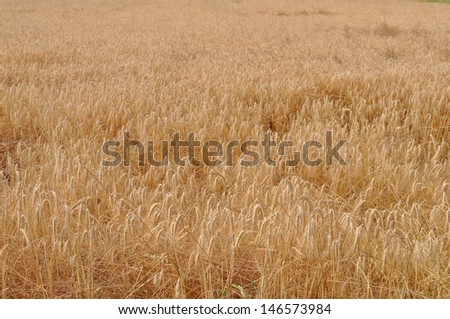 Triticum wheat cereal grain plant food plant