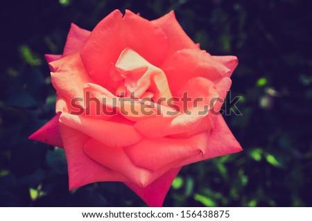 A Rose - perennial flower shrub vine of genus Rosa Rosaceae vintage look