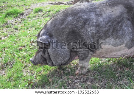Large Black Pig aka Devon or Cornwall Black breed of domestic pig native to Great Britain