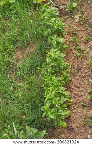 Row of Basil plants in a field