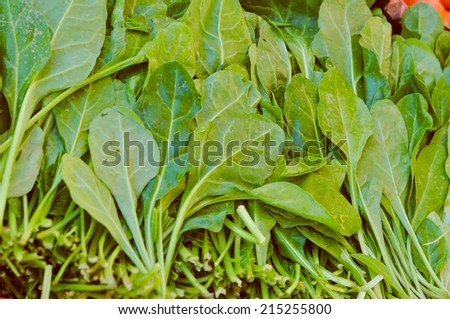 Lettuce aka Lactuca sativa green salad leaf vegetables