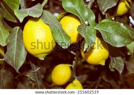 A lemon tree in the Citrus Limon family