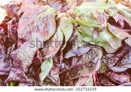 Lettuce aka Lactuca sativa red salad leaf vegetables