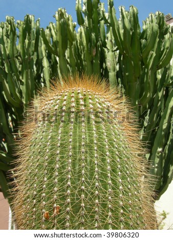 Detail of succulent ornamental Cactus fat plant