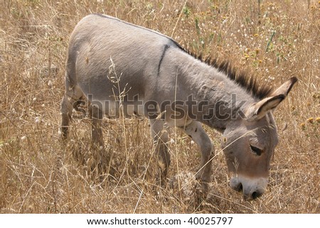 animal donkey