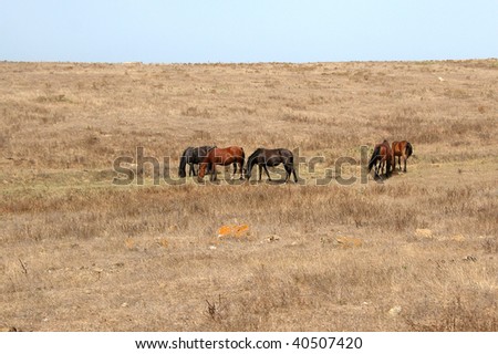 Wild horses in the great western USA prairies