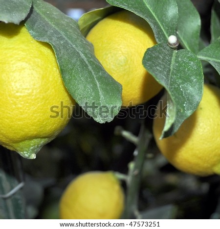 A lemon tree in the Citrus Limon family