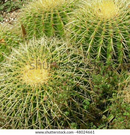 Detail of succulent ornamental Cactus fat plant