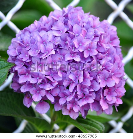 VƯỜN CÂY ĐV II - Page 14 Stock-photo-violet-flowers-of-hydrangea-hortensia-ajisai-plant-over-garden-fence-48657985