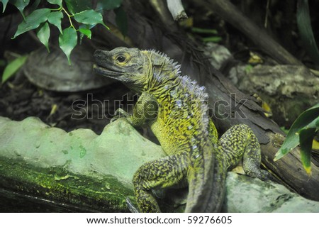 Chameleon lizard of the family of Chamaeleonidae