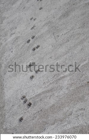 Cat foot prints on new reinforced concrete