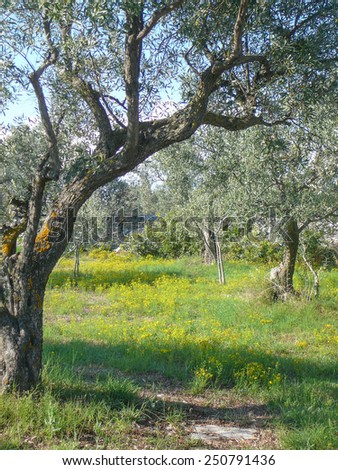 Olive tree Olea europaea species of small tree in the family Oleaceae native to the coastal areas of the eastern Mediterranean Basin
