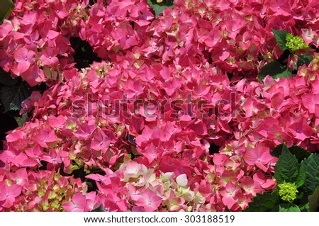 Pink Hydrangea aka Hortensia flowers