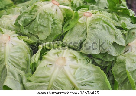 Lettuce (Lactuca sativa) aka green salad leaf vegetables