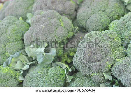 Broccoli plant in the cabbage family, with large edible flower head vegetable