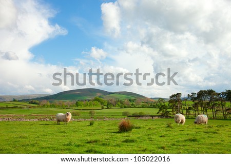 English countryside. Sheep Pastures in the English Lake District, Cumbria.. spring.