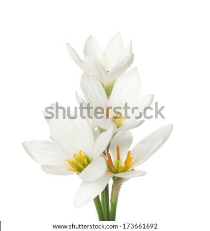 lilies isolated on a white background. white rain lily  (zephyranthes candida)