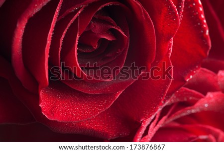 fragment of red rose with water drops. very shallow depth of field