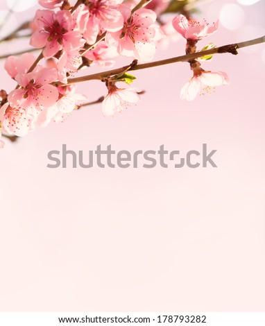 Branches with beautiful pink flowers (Peach) on  pink background . Selective Focus. Toned image.