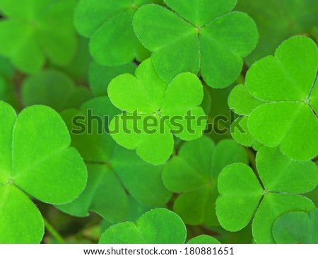 green background with three-leaved shamrocks. St.Patrick\'s day holiday symbol. Shallow depth of field, focus on central  leaf.
