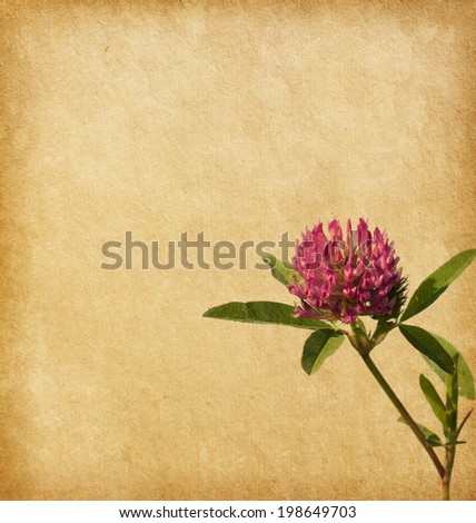 Old paper with Clover flower. Red Clover