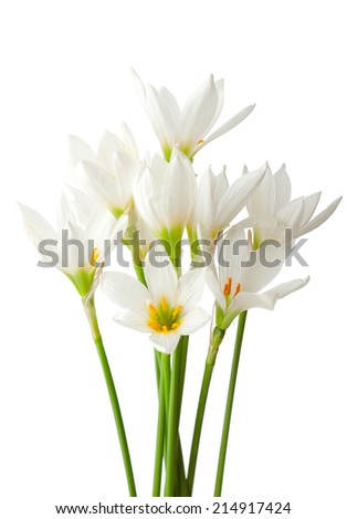 Lilies isolated on a white background. White rain lily (zephyranthes candida)