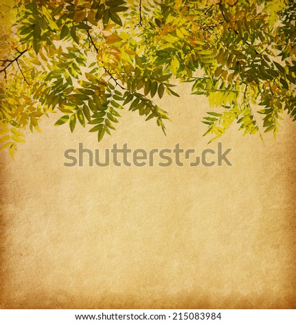 Aged paper texture with  branch of autumn leaves. Pagoda Tree