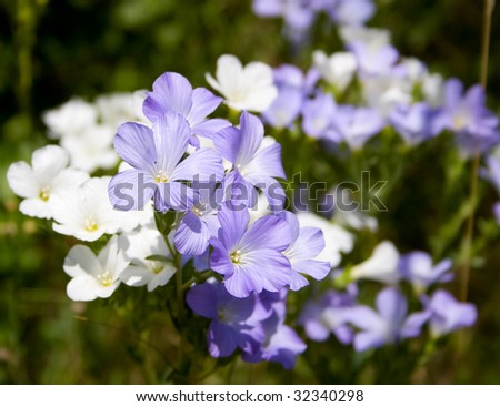 white flax