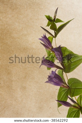 floral background with space for text or image.  flower paper textures. Gentiana asclepiadea