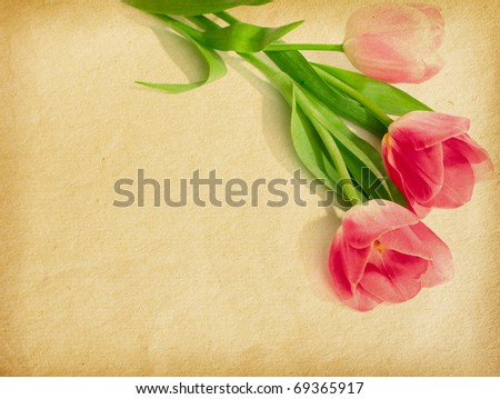 old paper textures with three pink tulips