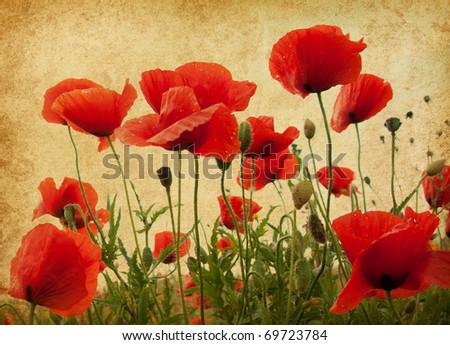 vintage paper textures. Field of poppies