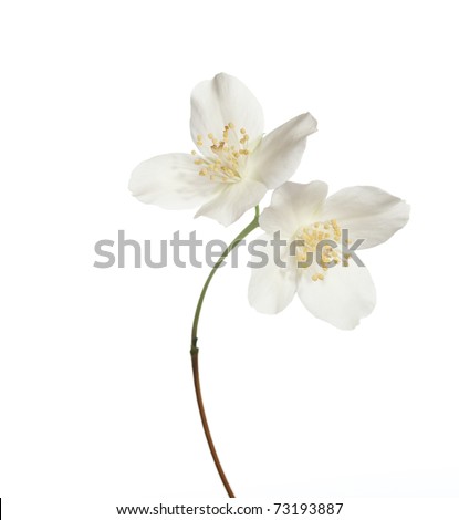 jasmin flowers isolated on white background