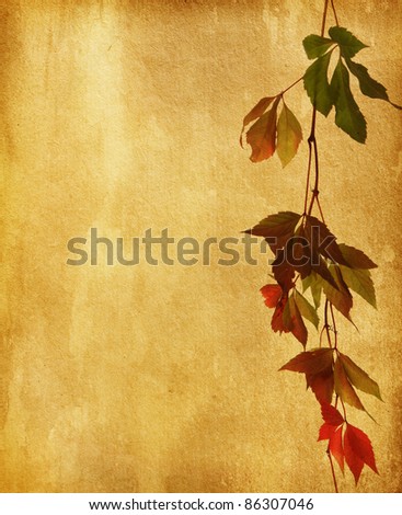 old paper with  autumn leaves. wild vine