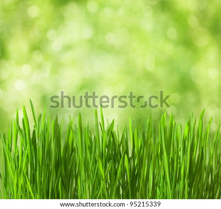 fresh spring grass with drops on defocused light green background.