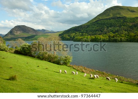 Lake District, Cumbria. UK. English countryside. Sheep Pastures in the English Lake District.  spring.