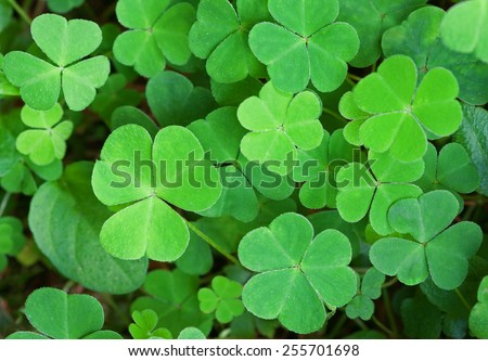 Green background with three-leaved shamrocks. St.Patrick\'s day holiday symbol. Shallow depth of field, focus on biggest leaf.