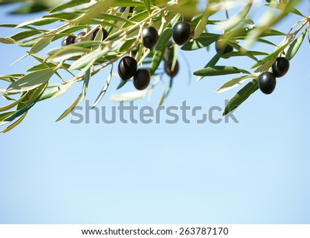 Black olives on the tree against blue sky. Shallow depth of field.  Selective Focus.