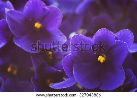 Close-up of African violets (Saintpaulia ).  Shallow depth of field, focus on near flower.