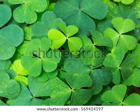 Green background with three-leaved shamrocks. St.Patrick\'s day holiday symbol. selective focus