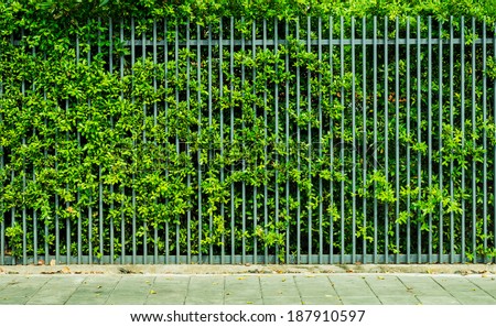 Banyan on rail fence