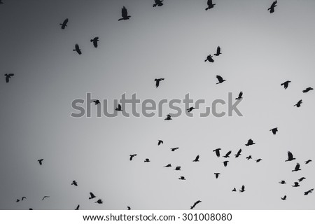 Flying bird silhouette in black and white