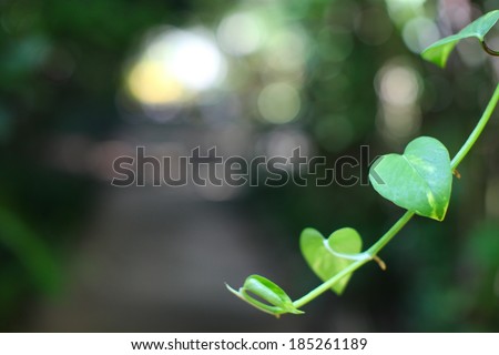 many leaf of the tree in the form of heart