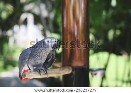 Gray parrot African Grey sits on a tree branch in a zoo close-up