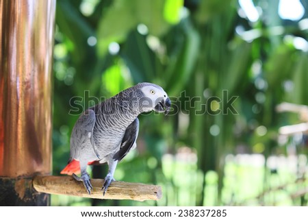 Gray parrot African Grey sits on a tree branch in a zoo close-up
