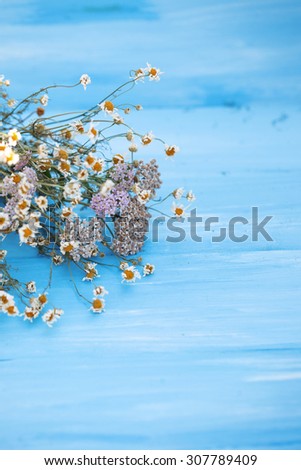 Dried chamomile flowers. Beautiful dried flowers on blue wooden background.